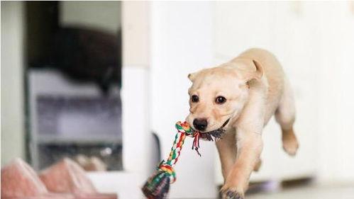 娱乐吃瓜菌关于狗,揭秘娱乐圈的忠诚宠儿