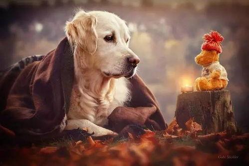 娱乐吃瓜菌关于狗,揭秘娱乐圈的忠诚宠儿