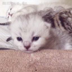 娱乐吃瓜酱猫妈妈视频下载,揭秘萌宠日常