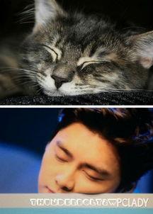 娱乐圈吃瓜猫咪是谁,揭秘网络红人的幕后故事